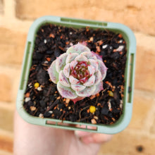 Load image into Gallery viewer, Echeveria Red Velvet - 66mm
