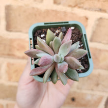 Load image into Gallery viewer, Echeveria Ebony x Lavender Pebbles - 66mm
