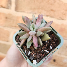 Load image into Gallery viewer, Echeveria Ebony x Lavender Pebbles - 66mm
