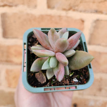 Load image into Gallery viewer, Echeveria Ebony x Lavender Pebbles - 66mm
