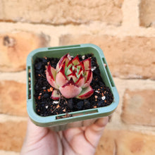 Load image into Gallery viewer, Echeveria agavoides La Virgin - 66mm
