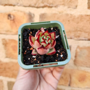 Echeveria agavoides La Virgin - 66mm