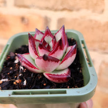 Load image into Gallery viewer, Echeveria agavoides La Virgin - 66mm
