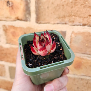 Echeveria agavoides La Virgin - 66mm