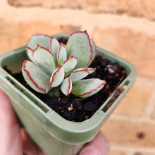 Load image into Gallery viewer, Cotyledon Choco Line - 66mm
