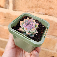 Load image into Gallery viewer, Echeveria White Crystal - 66mm
