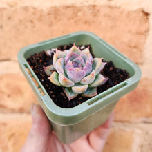 Load image into Gallery viewer, Echeveria White Crystal - 66mm
