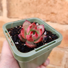 Load image into Gallery viewer, Echeveria Amestro - 66mm
