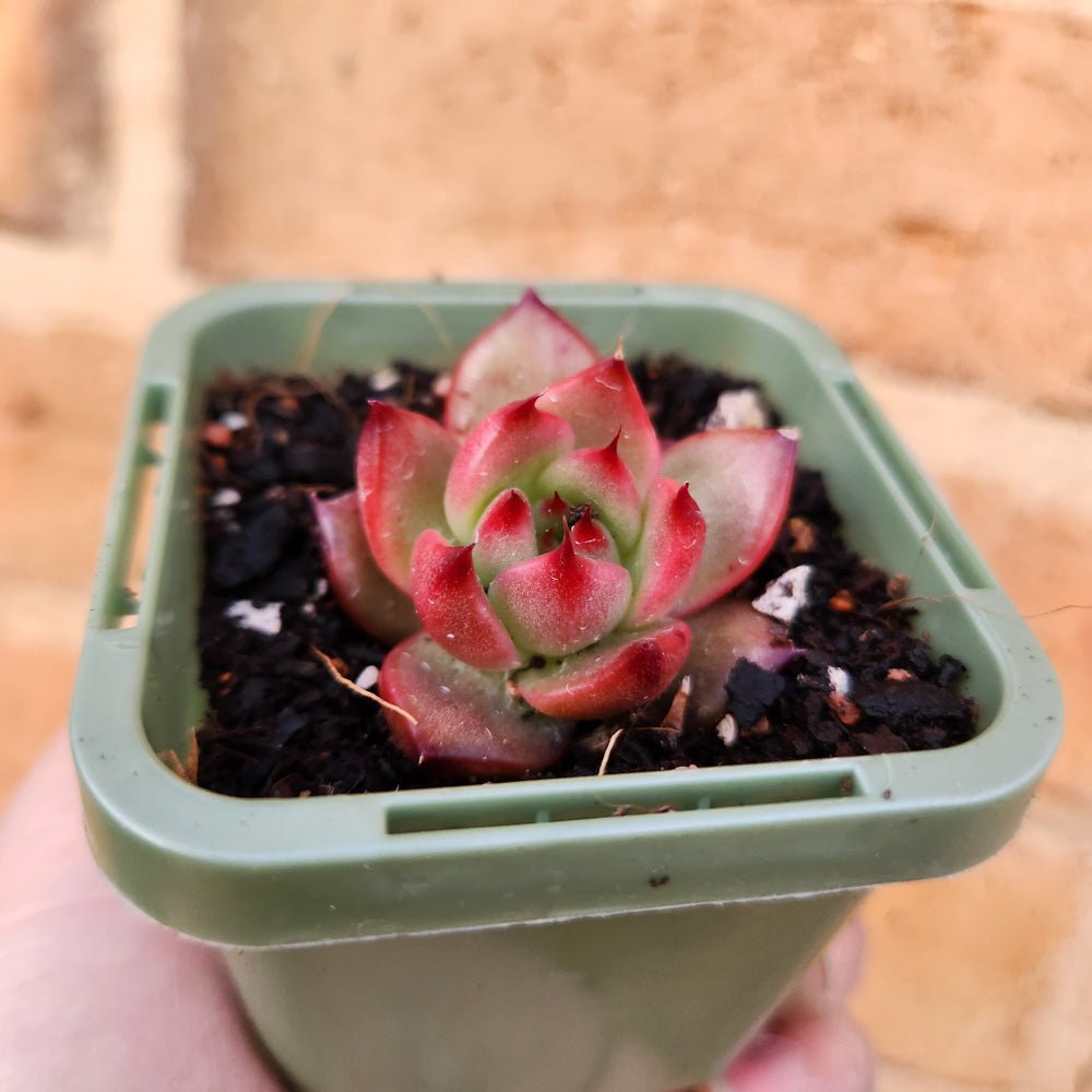 Echeveria Amestro - 66mm