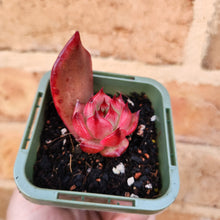 Load image into Gallery viewer, Echeveria Amestro - 66mm
