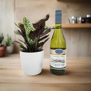 Housewarming Gift - Wine with Assorted Houseplant - Sydney Only