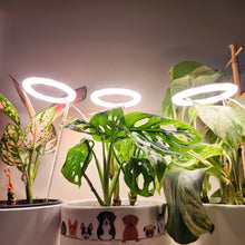 Load image into Gallery viewer, Three Rings Sunshine White Grow Lights
