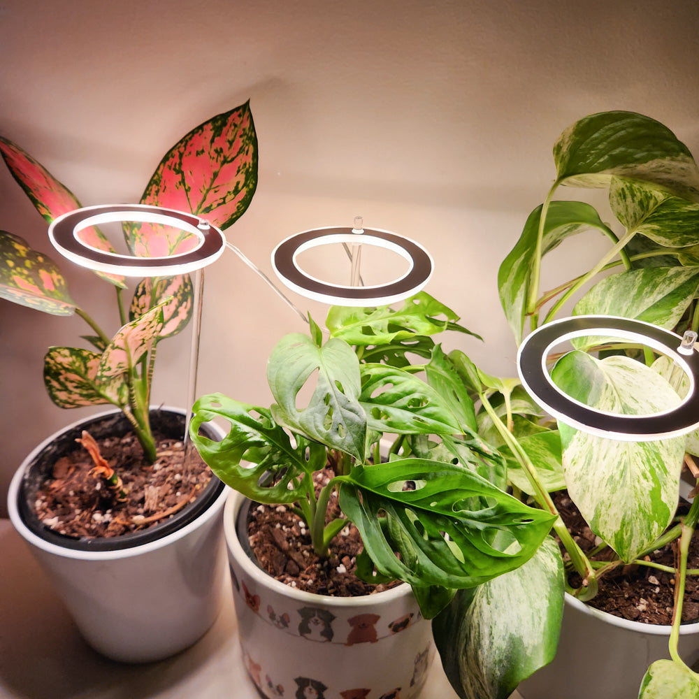 Glow light outlet for plants