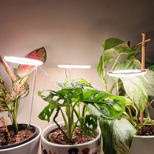 Three Rings Sunshine White Grow Lights