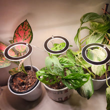 Load image into Gallery viewer, Three Rings Sunshine White Grow Lights
