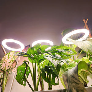 Three Rings Sunshine White Grow Lights