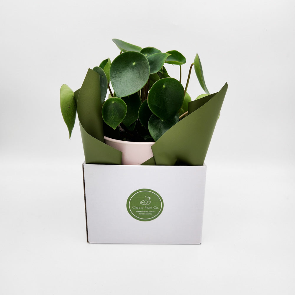 Client Plant Gift - Sydney Only