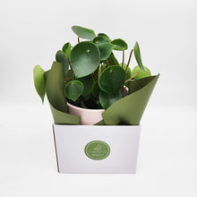 Load image into Gallery viewer, Assorted Plant Gift in 150mm Pot - Sydney Only
