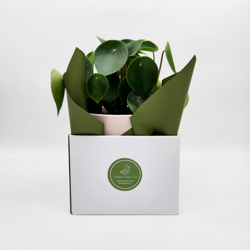 Client Plant Gift - Sydney Only