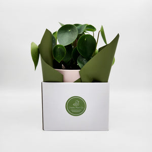 Office / Business / Company Plant Gift - Sydney Only
