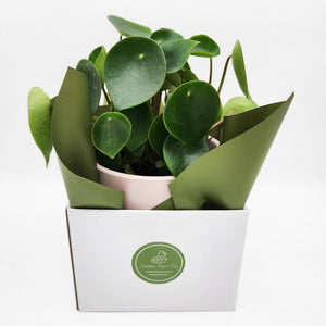 Assorted Sympathy Plant Gift in 150mm Pot - Sydney Only