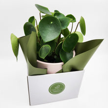 Load image into Gallery viewer, Client Plant Gift - Sydney Only
