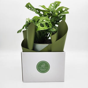 Client Plant Gift - Sydney Only