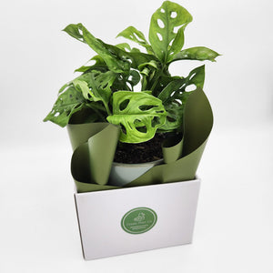 Assorted Sympathy Plant Gift in 150mm Pot - Sydney Only