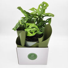 Load image into Gallery viewer, Assorted Sympathy Plant Gift in 150mm Pot - Sydney Only
