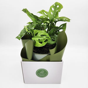 Office / Business / Company Plant Gift - Sydney Only