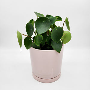 Client Plant Gift - Sydney Only
