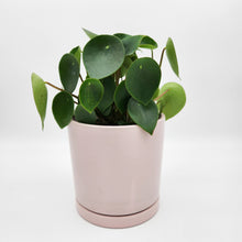 Load image into Gallery viewer, Assorted Sympathy Plant Gift in 150mm Pot - Sydney Only
