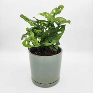 Assorted Plant Gift in 150mm Pot - Sydney Only