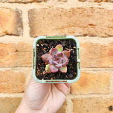 Load image into Gallery viewer, Echeveria Floral Sea - 66mm
