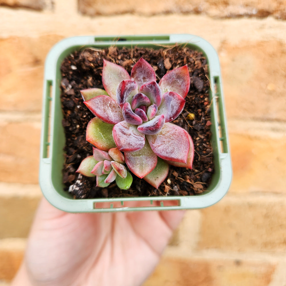 Echeveria Floral Sea - 66mm