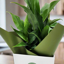 Load image into Gallery viewer, Sympathy Peace Lily - Better than Flowers - Sydney Only
