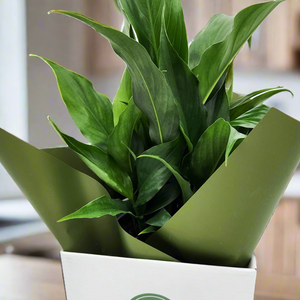 Sympathy Peace Lily - Better than Flowers - Sydney Only