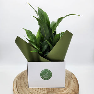 Sympathy Peace Lily - Better than Flowers - Sydney Only