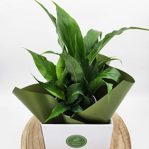 Sympathy Peace Lily - Better than Flowers - Sydney Only