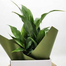 Load image into Gallery viewer, Sympathy Peace Lily - Better than Flowers - Sydney Only
