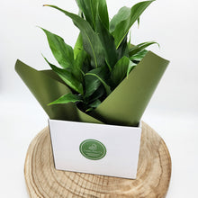 Load image into Gallery viewer, Sympathy Peace Lily - Better than Flowers - Sydney Only
