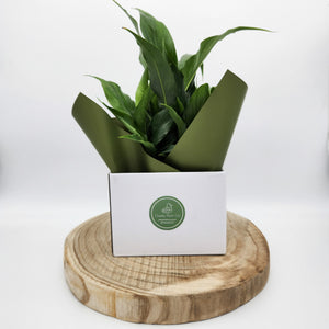 Sympathy Peace Lily - Better than Flowers - Sydney Only