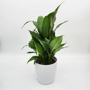 Sympathy Peace Lily - Better than Flowers - Sydney Only