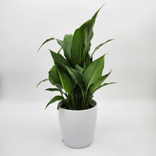 Load image into Gallery viewer, Sympathy Peace Lily - Better than Flowers - Sydney Only
