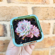 Load image into Gallery viewer, Echeveria Silhouette - 66mm
