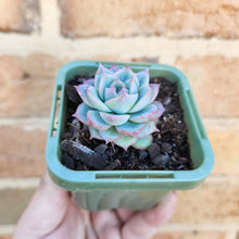 Load image into Gallery viewer, Echeveria Silhouette - 66mm
