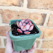 Load image into Gallery viewer, Echeveria Glam Pink - 66mm
