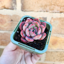 Load image into Gallery viewer, Echeveria Glam Pink - 66mm
