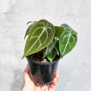 Anthurium Forgetii - 100mm