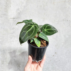 Anthurium Forgetii - 100mm